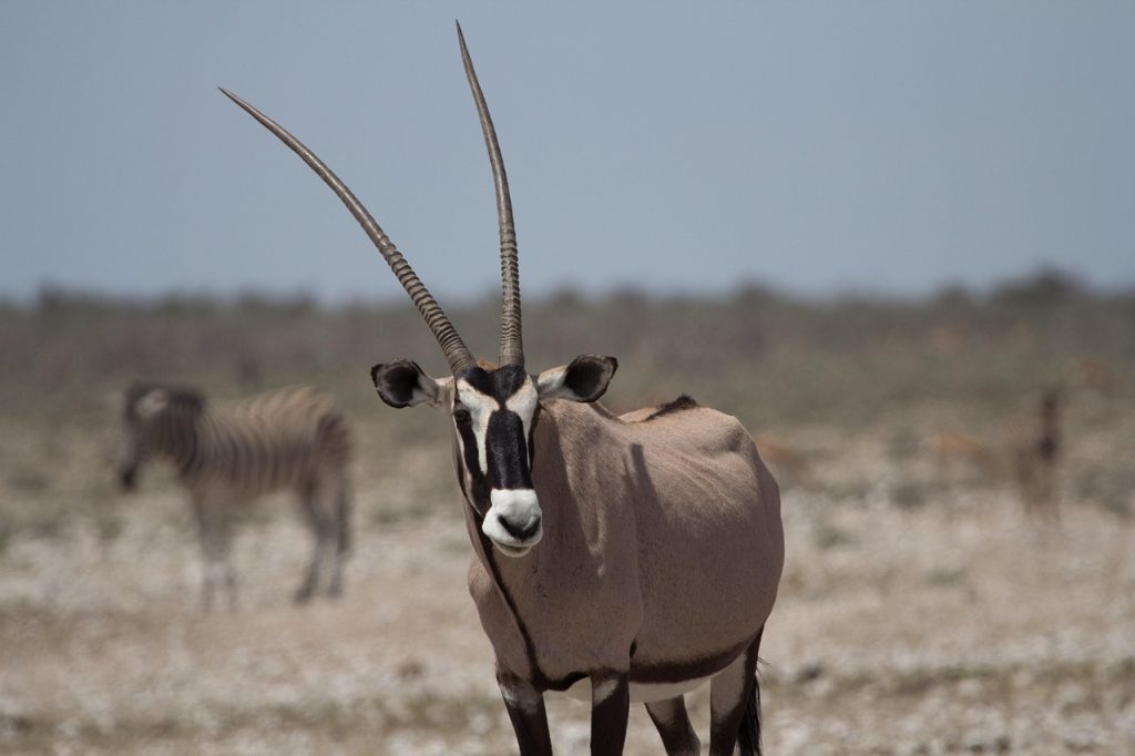biodiversity of the GCC